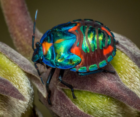 Australia’s Amazing Insects in Photos : Townsville Holidays